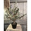 X -Tree Larix Grey Green S D.70 H.80