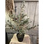 X -Tree Larix Grey Green S D.70 H.80