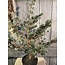 X -Tree Larix Grey Green S D.70 H.80