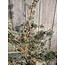 X -Tree Larix Grey Green S D.70 H.80