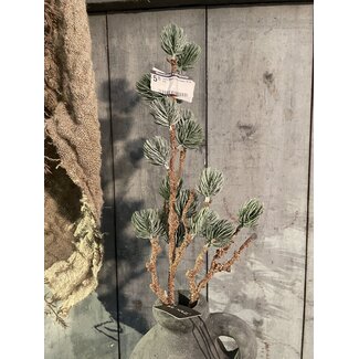 Larix Stem Grey Green M 60 cm
