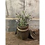 ## Salvia leaf pick purple/green - ca. 24 cm