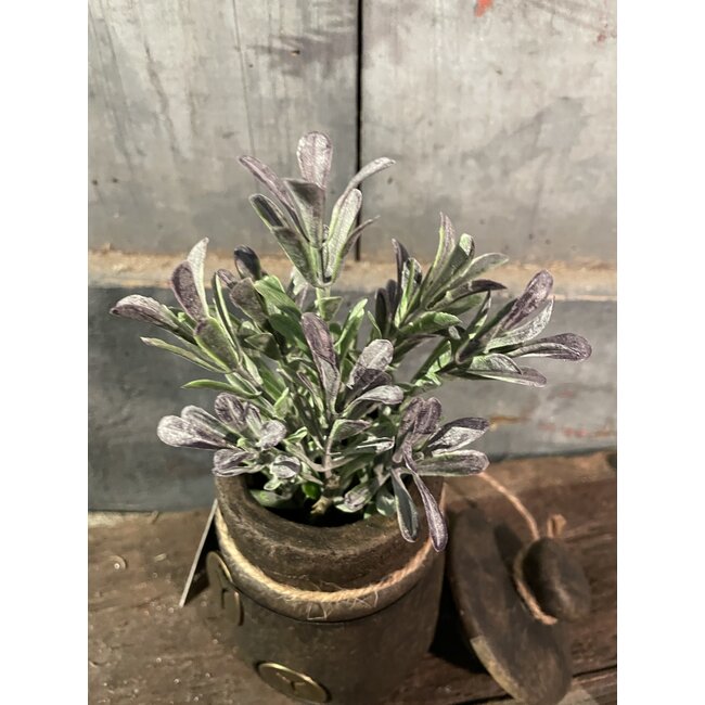 Salvia leaf pick purple/green - ca. 24 cm