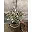 ## Salvia leaf pick purple/green - ca. 24 cm