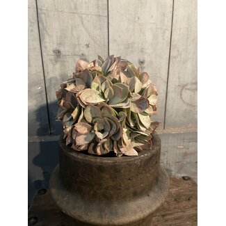 Countryfield Bal eucalyptus S groen/roze-L13B13H13CM