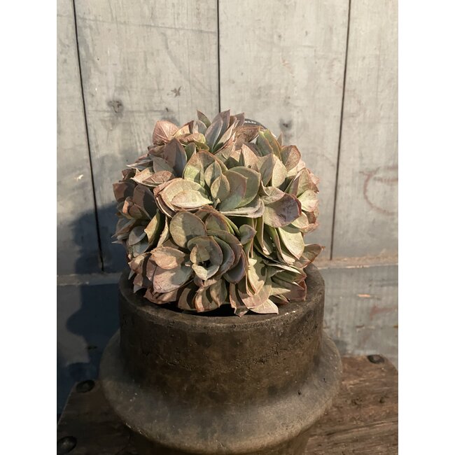 Countryfield Bal eucalyptus S groen/roze-L13B13H13CM