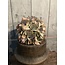 Countryfield Bal eucalyptus S groen/roze-L13B13H13CM