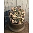 Countryfield Bal eucalyptus S groen/roze-L13B13H13CM