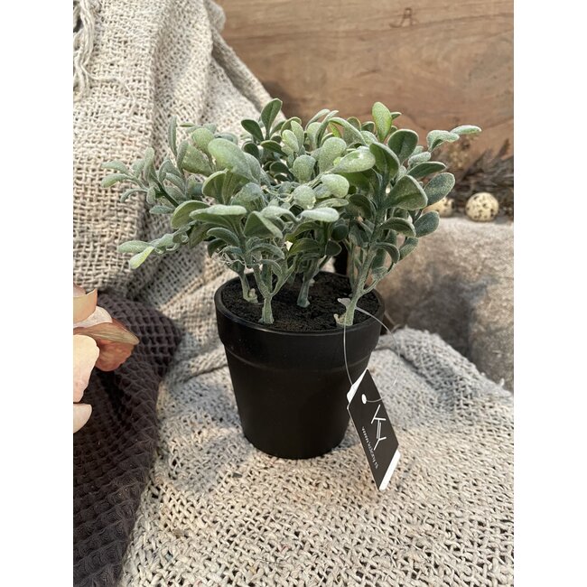 Daisy in pot - 18x18x16cm