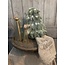 # Nobilis X-Tree with LED-wire S D.25 H.32