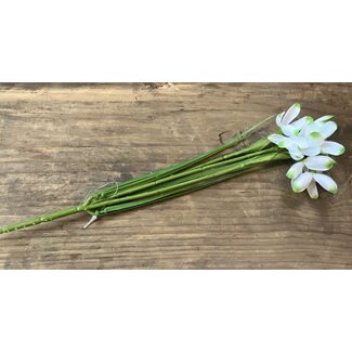 # Bosje sneeuwklokjes - 30 cm
