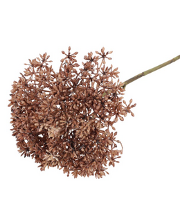Countryfield @ Eupatorium bruin-L24B10H10CM