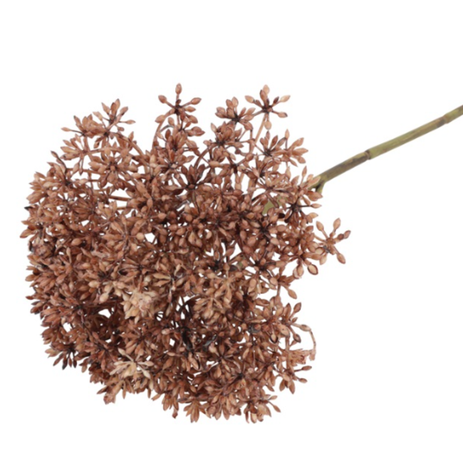 Countryfield ## Eupatorium bruin-L24B10H10CM