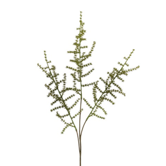 Countryfield # Asparagus setaseus S groen-L73B10H3,5CM
