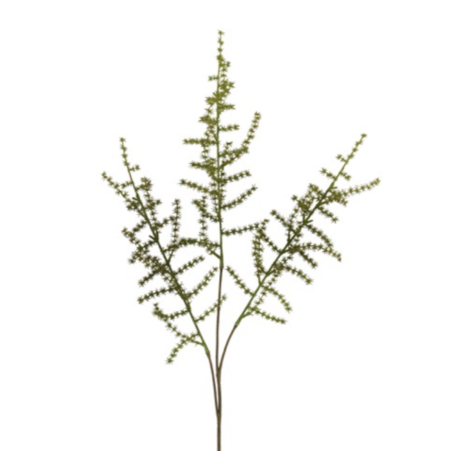 Countryfield # Asparagus setaseus S groen-L73B10H3,5CM