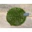 Countryfield # Mosschijf Marchantiophyta ro M groen-L26B26H2CM