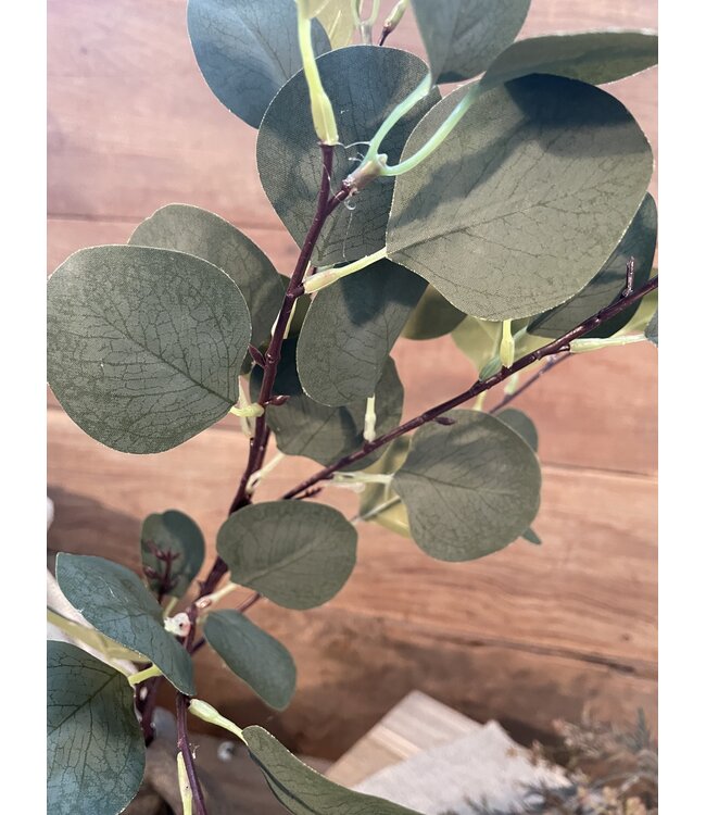 Countryfield Groene eucalyptus 90 cm