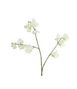 Countryfield ## Siererwt - wit - 70cm