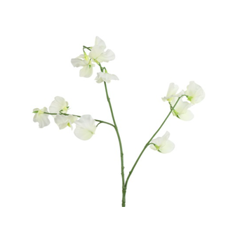 Countryfield ## Siererwt - wit - 70cm