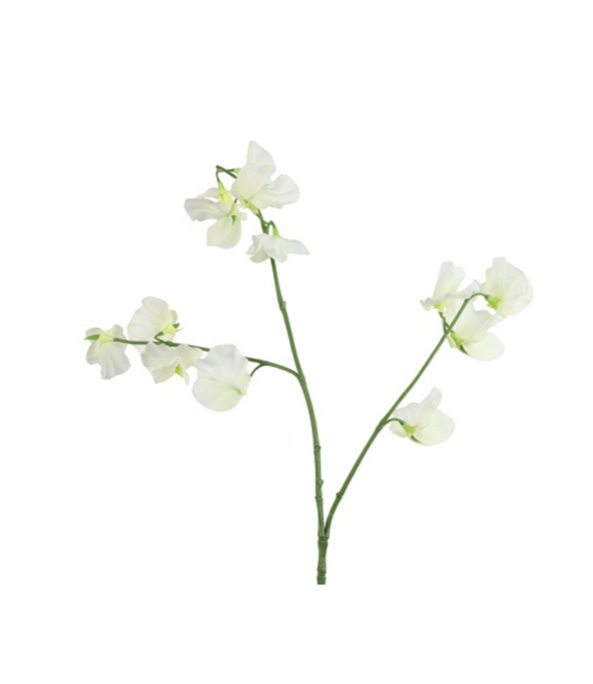 Countryfield ### Siererwt - wit - 70cm