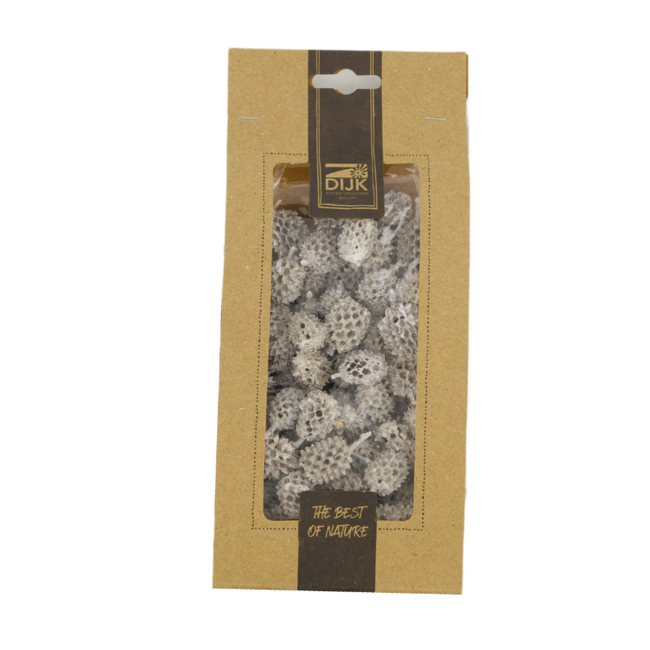 Casuarina 100gr pbm  - white wash