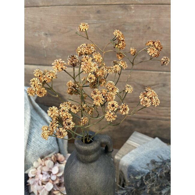 Countryfield ## Bruin gipskruid