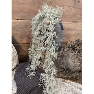 Countryfield ## Santolina grijs-L21B15H78CM