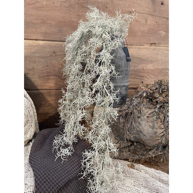 Countryfield ## Santolina grijs-L21B15H78CM
