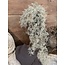 Countryfield ## Santolina grijs-L21B15H78CM