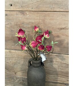 Countryfield ## Hibiscus sabdariffa rood-L5B10H33CM