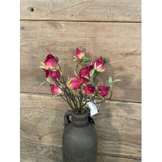 Countryfield ## Hibiscus sabdariffa rood-L5B10H33CM