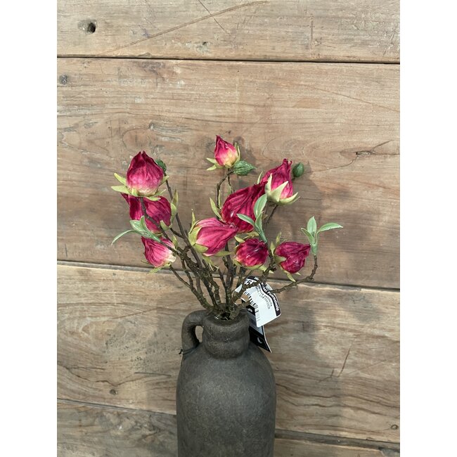 Countryfield ## Hibiscus sabdariffa rood-L5B10H33CM