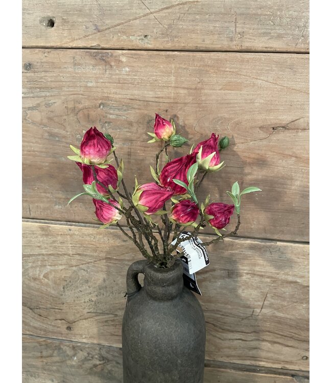 Countryfield ### Hibiscus sabdariffa rood-L5B10H33CM