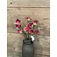 Countryfield ## Hibiscus sabdariffa rood-L5B10H33CM