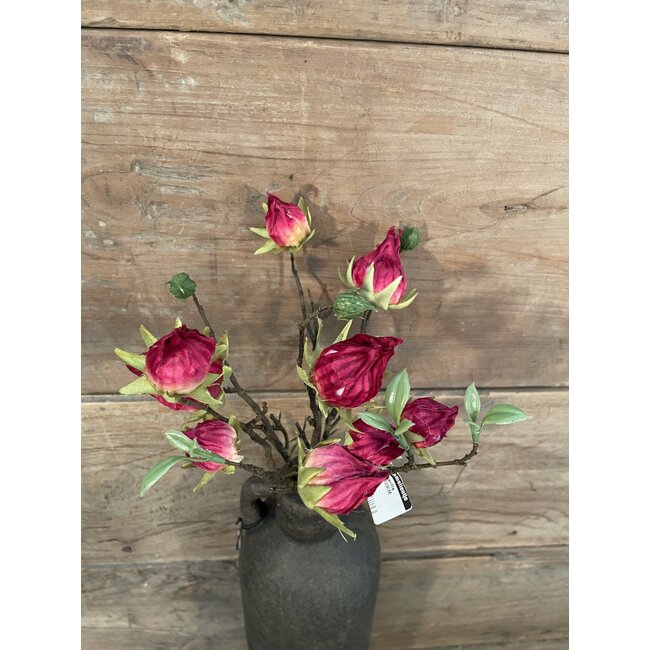 Countryfield ## Hibiscus sabdariffa rood-L5B10H33CM