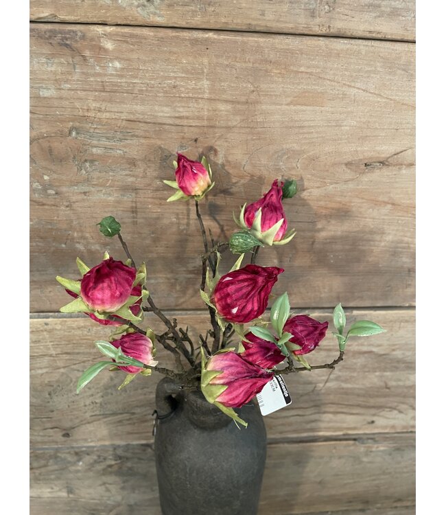 Countryfield ### Hibiscus sabdariffa rood-L5B10H33CM