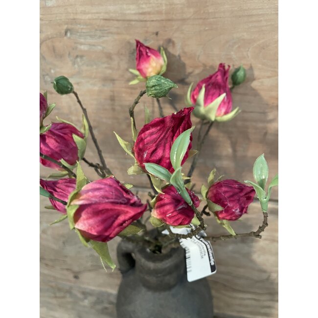 Countryfield ## Hibiscus sabdariffa rood-L5B10H33CM