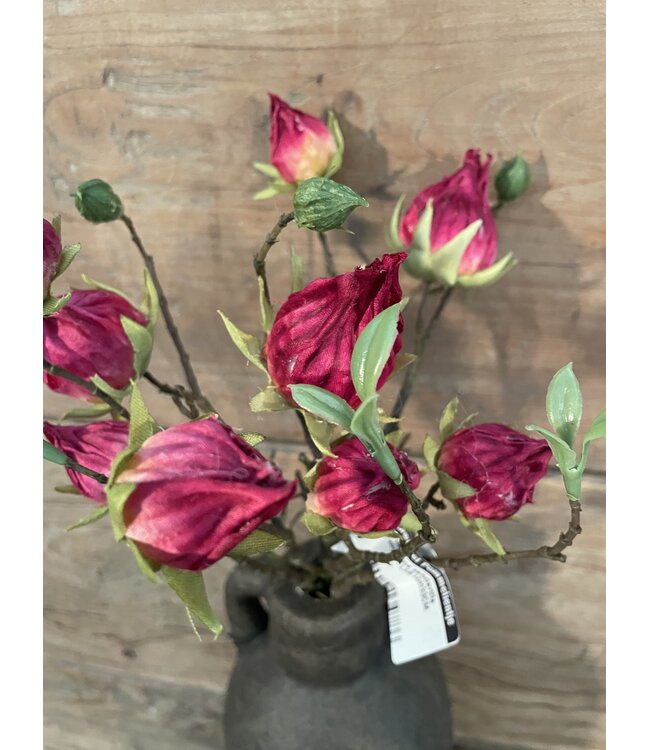 Countryfield ### Hibiscus sabdariffa rood-L5B10H33CM