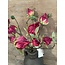 Countryfield ## Hibiscus sabdariffa rood-L5B10H33CM