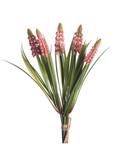 Muscari Bundle x5 L28cm Pink
