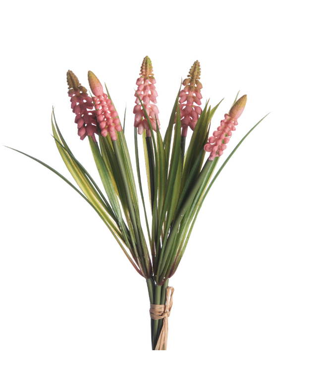 Muscari Bundle x5 L28cm Pink