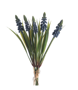 Muscari Bundle x5 L28cm Blue