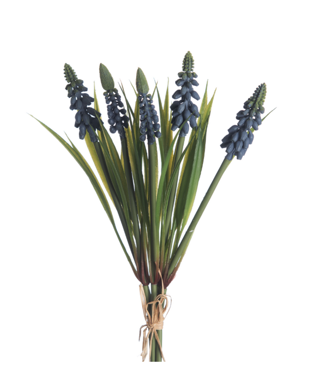 Muscari Bundle x5 L28cm Blue