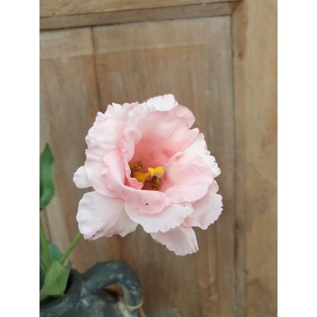 Countryfield # Lisianthus roze-L93,98B13,97H13,97CM