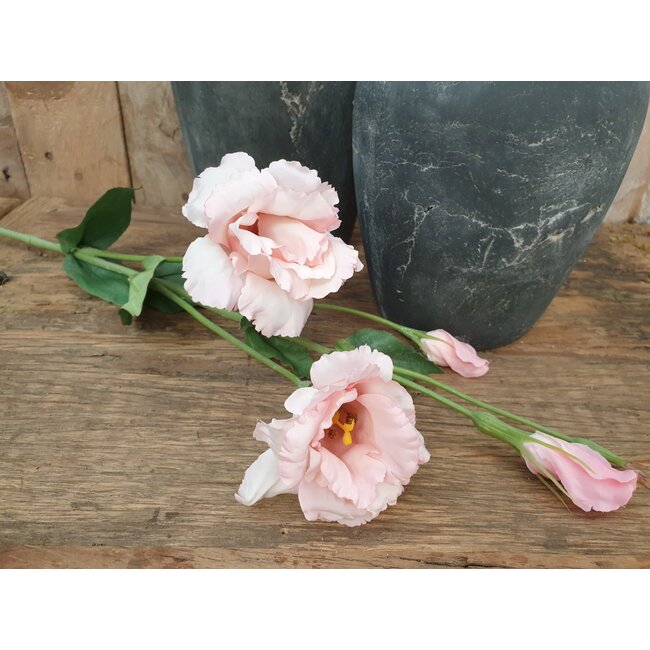 Countryfield # Lisianthus roze-L93,98B13,97H13,97CM
