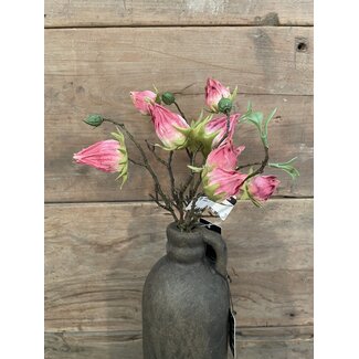 Countryfield ## Hibiscus sabdariffa Hibiscus sabdariffa roze-L5B10H33CMroze-L5B10H33CM