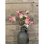 Countryfield ## Hibiscus sabdariffa Hibiscus sabdariffa roze-L5B10H33CMroze-L5B10H33CM