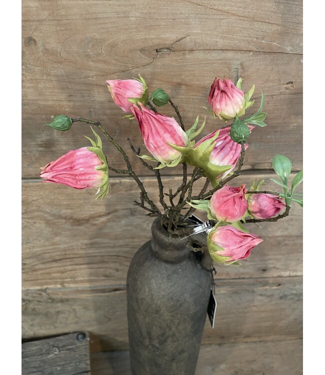 Countryfield ### Hibiscus sabdariffa Hibiscus sabdariffa roze-L5B10H33CMroze-L5B10H33CM