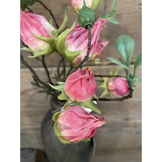 Countryfield ## Hibiscus sabdariffa Hibiscus sabdariffa roze-L5B10H33CMroze-L5B10H33CM