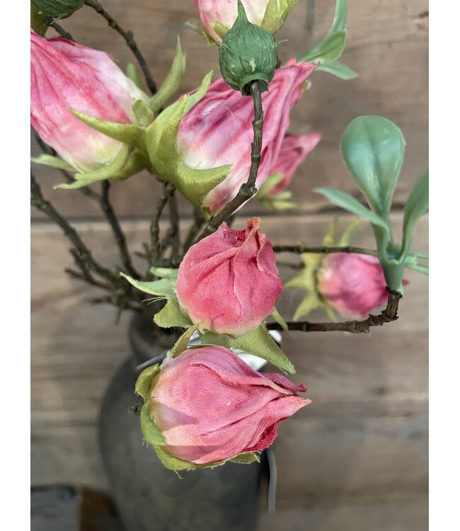 Countryfield ### Hibiscus sabdariffa Hibiscus sabdariffa roze-L5B10H33CMroze-L5B10H33CM